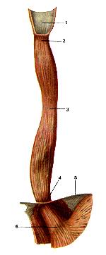 
  Рис. 177. Пищевод (esophagus). Вид спереди. 1-глотка (гортанная часть); 2-глоточно-пищеводный 
  переход (верхнее сужение пищевода); 3-среднее (бронхо-аортальное) сужение пищевода; 
  4-нижнее (диафрагмальное) сужение пищевода; 5-диафрагма; 6-кардиальная часть 
  (кардия) желудка.
  Fig. 177. Esophagus. Вид спереди.
  1-pharynx (pars laryngea); 2-pars pharyngoesophagea (constrictio superior); 
  3-constriclio media (bronchoaortica); 4-constrictio inferior (phrenica); 5-diaphragma; 
  6-pars cardiaca gastrica (ventriculi).
  Fig. 177. Esophagus. Anterior aspect.
  1-pharynx (laryngeal part); 2-pharynxpharyngeoesophageal transition (superior 
  esophageal constriction of esophagus); 3-middle (broncho-aortic) constriction 
  of esophagus; 4-lower (diaphragmatic) constriction of esophagus; 5-diaphragm; 
  6-cardiac part (cardia) of stomach.